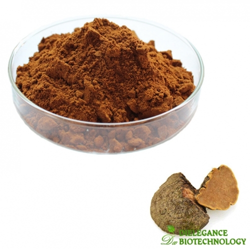 Phellinus Igniarius Extract Powder