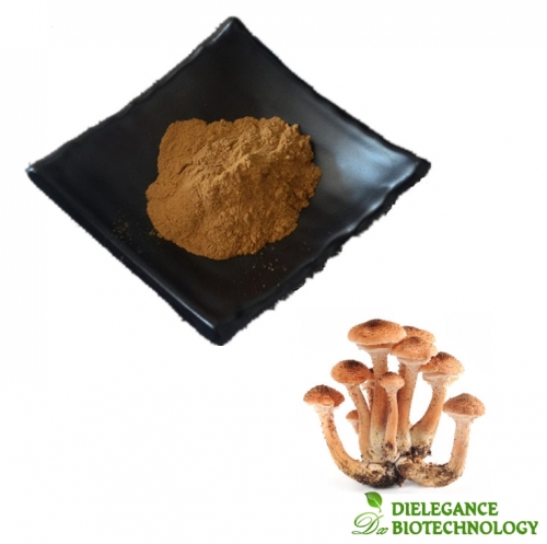 Armillaria Mellea Extract Powder