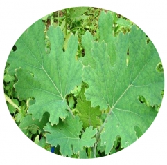 Macleaya Cordata Extract Sanguinarine