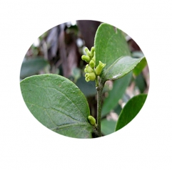 Salvadora Persica Extract