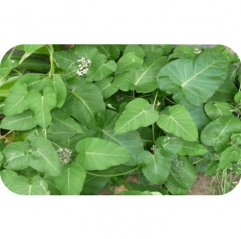 Cynanchum Wilfordii Extract