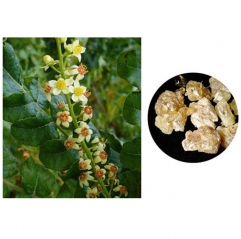 Frankincense Extract Boswellic Acid