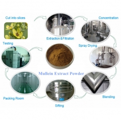 Mullein Flower Extract Powder