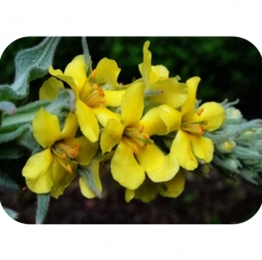 Mullein Flower Extract Powder