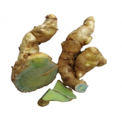 Black Ginger Extract