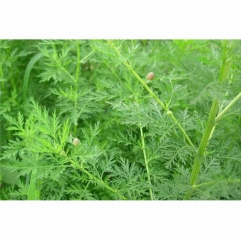 Artemisia Annua Extract