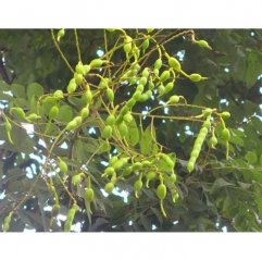 Sophora Japonica Extract Genistein Powder