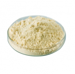 Sophora Japonica Extract Genistein Powder