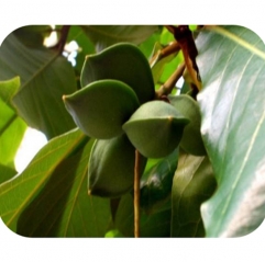 Kakadu Plum Extract