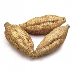 Arctium Lappa Root Extract