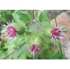 Arctium Lappa Root Extract