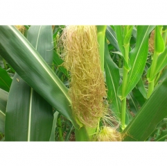 Corn Silk Extract