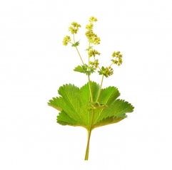 Alchemilla Vulgaris Extract