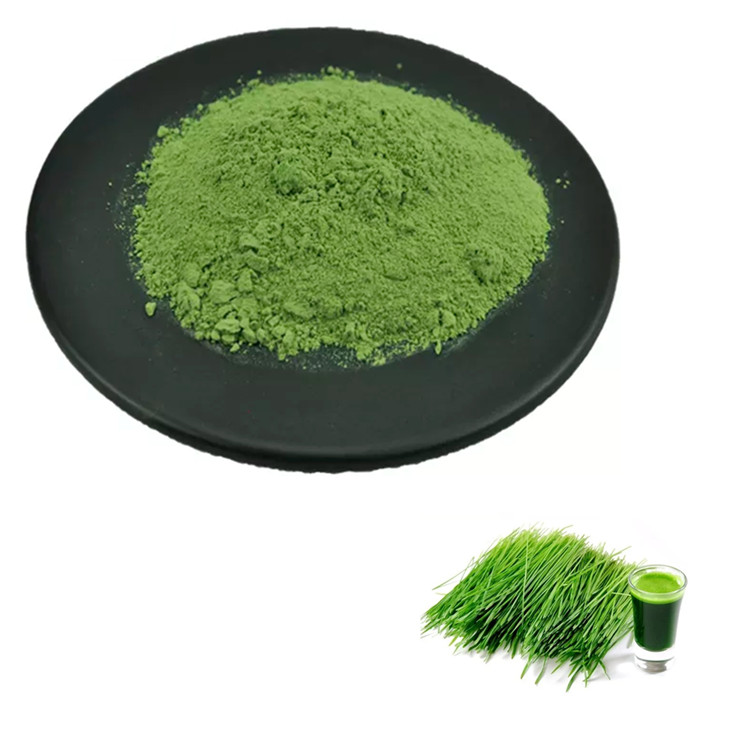 Barley Grass Juice Powder | Bulk Wholesale Supplier and Manufacturer of Barley Grass Juice Powder