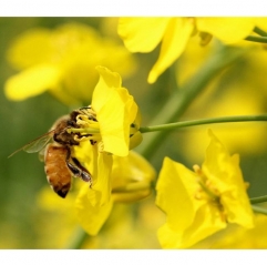 Bee Pollen Extract Powder