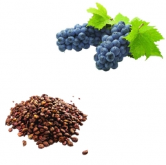 Grape Seed Extract