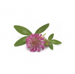 Top Quality Plant Extracts Red Clover Flower Extract
