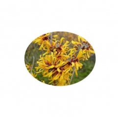 Cosmetic Raw Material Witch Hazel Extract in Powder