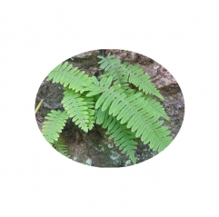 High Quality Polypodium Leucotomos Extract Powder Supplements