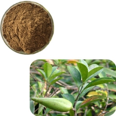 Supply Gymnema Sylvestre Extract 25% 75% Gymnemic Acid Powder or Liquid