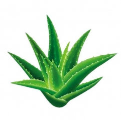 Freeze Dried Aloe Vera Extract Powder