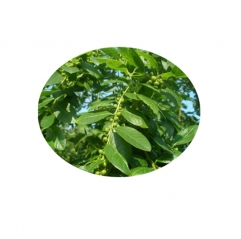 Wholesale Phyllanthus Urinaria Phyllanthus Niruri Herbs Extract Powder