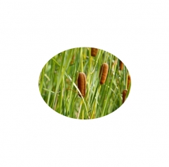 Pure Pu Huang Cattail Pollen Extract Powder Pollen Typhae Bulk