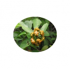 Morinda Officinalis Root Extract Pure Powder for Men's Health