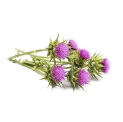 Health Supplement Ingredient 10:1 20:1 Milk Thistle Extract powder