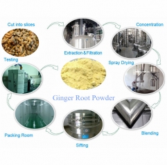 Wholesale Ginger Root Extract Gingerols Powder