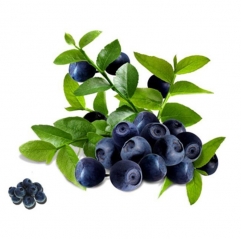 Acai Berry Extract Anthocyanin