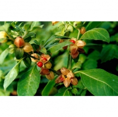 Ashwagandha Extract 2.5% 5% 10% Withanolides in Powder Form