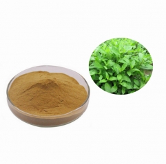 High Quality 10:1 Gynura Procumbens Extract Powder