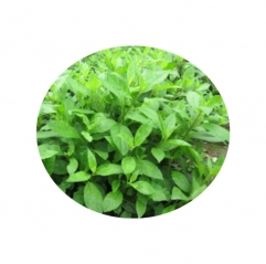 High Quality 10:1 Gynura Procumbens Extract Powder