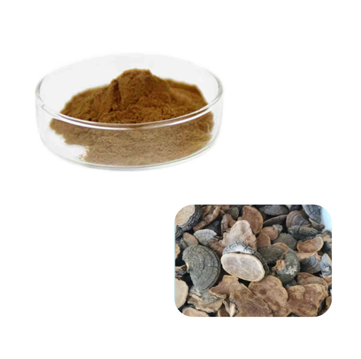 Huaier Extract: Unveiling the Secrets of a Treasured Functional Mushroom