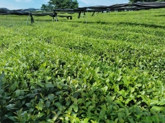 L-Epicatechin Gallate (ECG) Powder