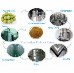 Natural Phyllanthus Emblica Extract Powder (Amla)