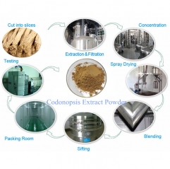 Premium Dangshen Codonopsis Root Extract