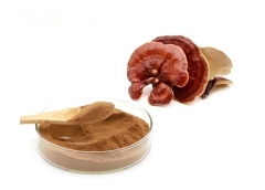 Ganoderma Lucidum Extract Powder