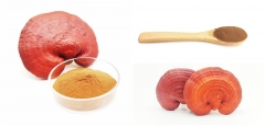 Ganoderma Lucidum Extract Powder