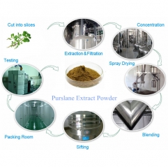 Natural Portulaca Oleracea Extract Powder