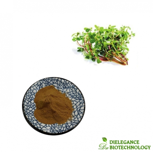 Natural Portulaca Oleracea Extract Powder