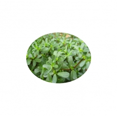 Natural Portulaca Oleracea Extract Powder