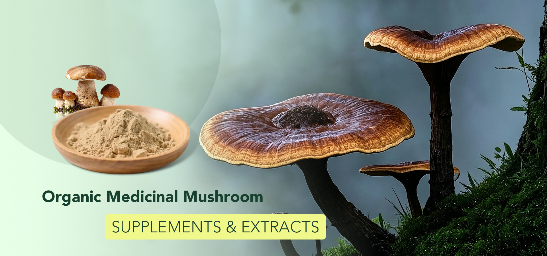 Conventional and Organic Mushroom Extract