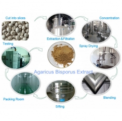 Agaricus Bisporus Extract Powder