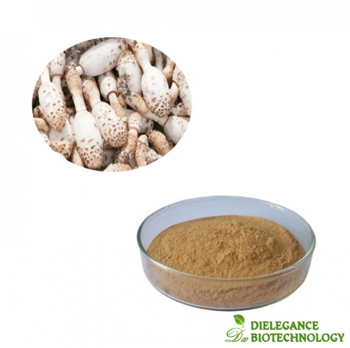 Coprinus Comatus Extract Powder with Polysaccharides