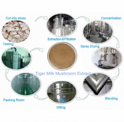 Tiger Milk Mushroom Extract Powder