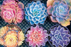 SX-J-921  40X50cm  Diamond Painting Kits - Succulent plants