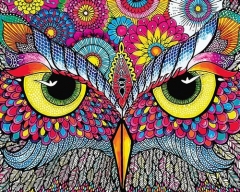 SX- GX2090  Paint by numbers - Owl