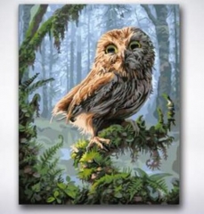 SX- 21746   Paint by numbers - Owl